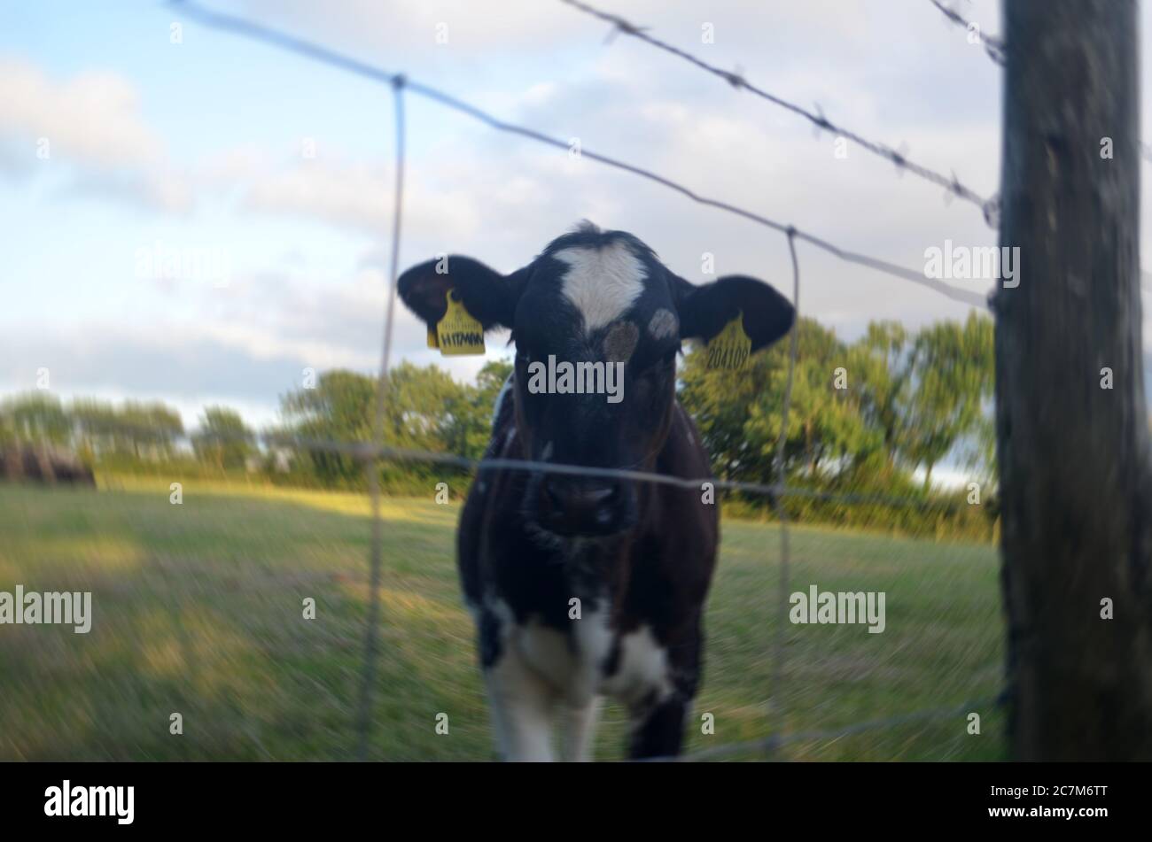 Fuoco selettivo della mucca nera e bianca attraverso una recinzione con filo spinato Foto Stock