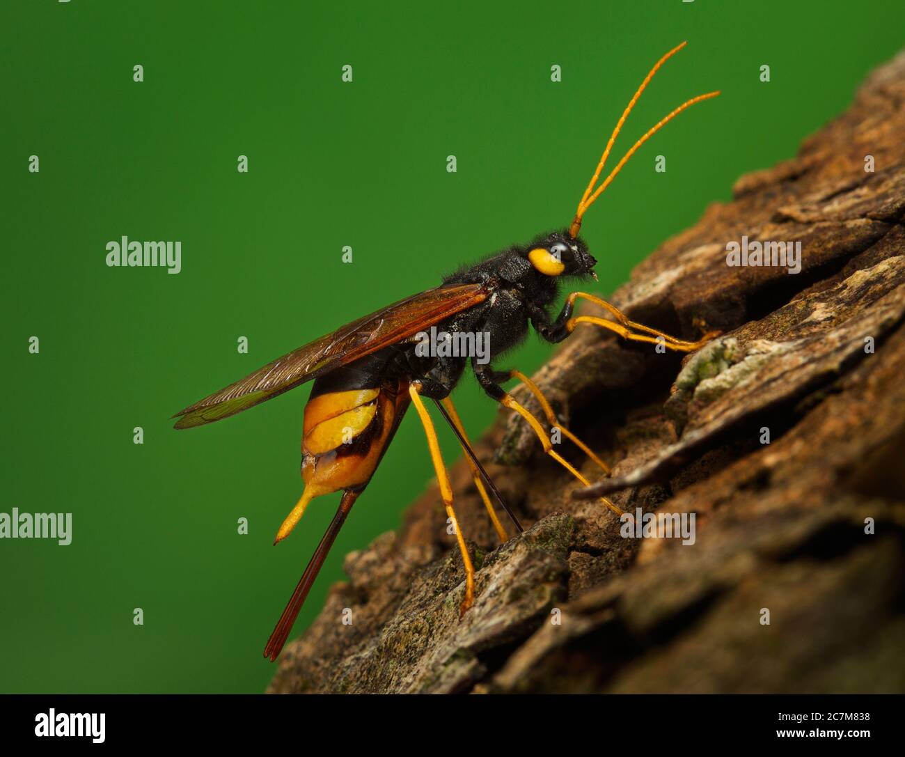 Gigantesche gigas di Urocerus Foto Stock