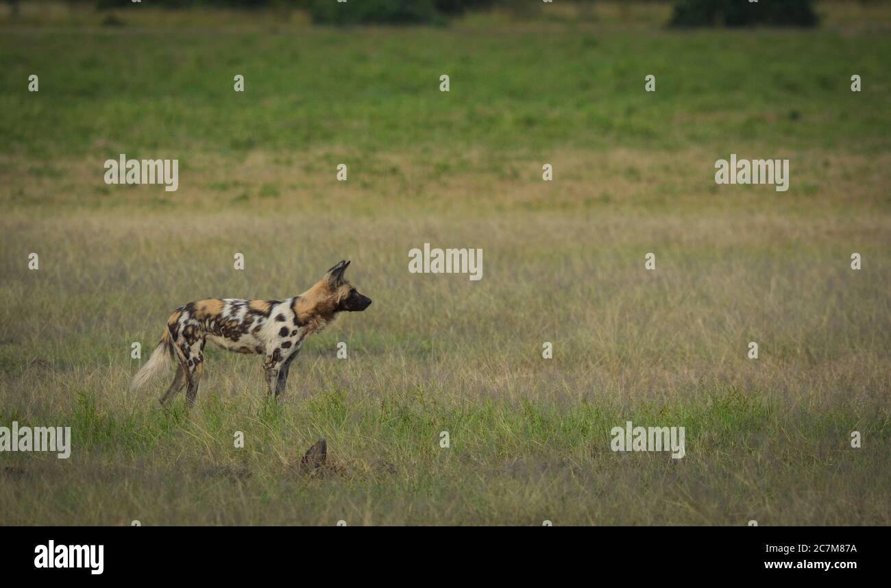 Foto di un cane selvatico in una pianura aperta che guarda in lontananza. Presa in Luangwa del sud, Zambia Foto Stock