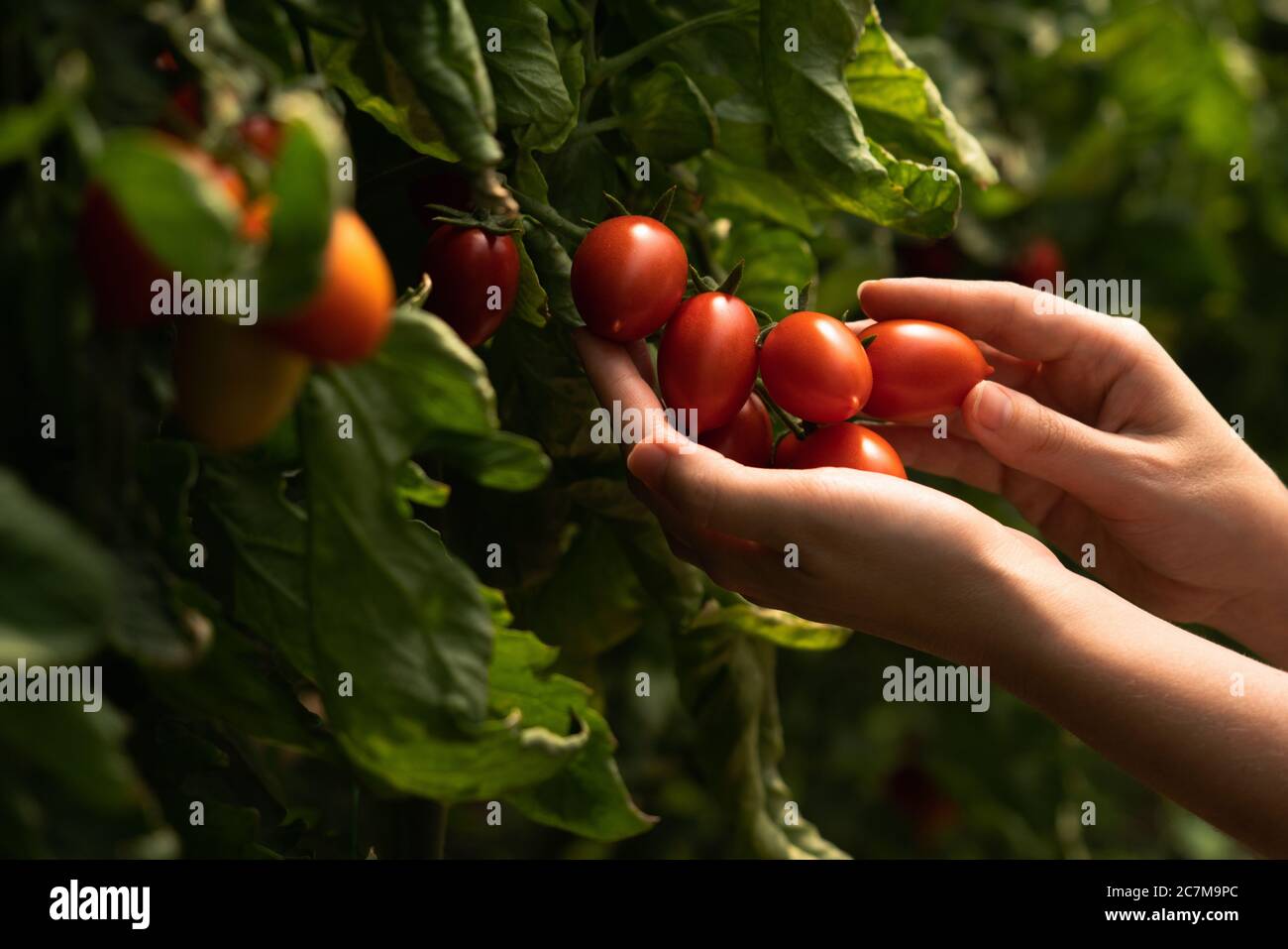 Una donna contadina con pomodori ciliegini in serra. Fattoria biologica. Foto Stock