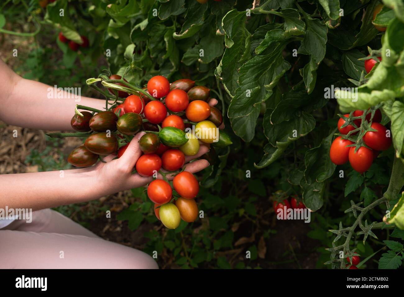 Una donna contadina con pomodori ciliegini in serra. Fattoria biologica. Foto Stock
