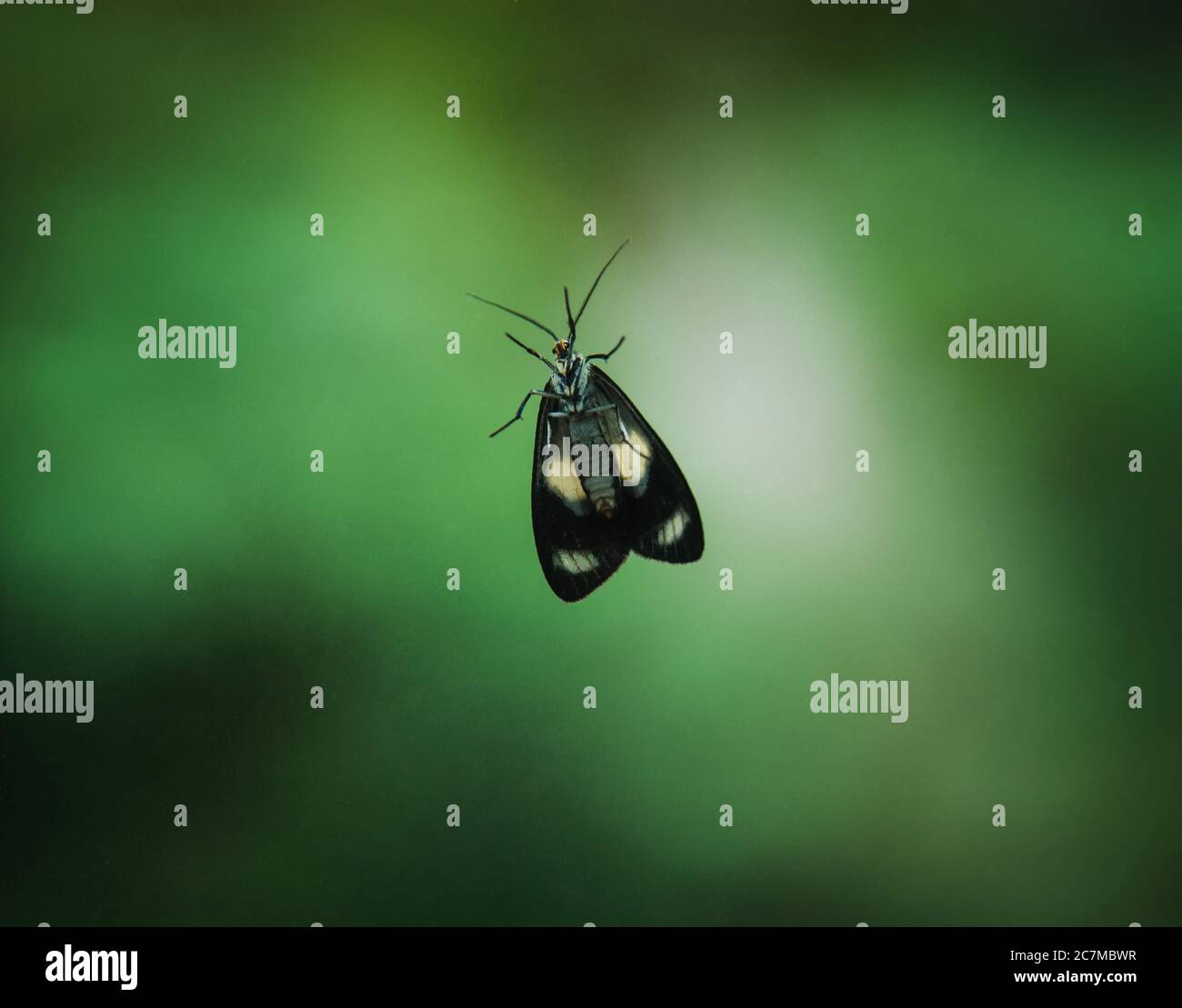 Bug su sfondo verde, Perù, Sud America Foto Stock