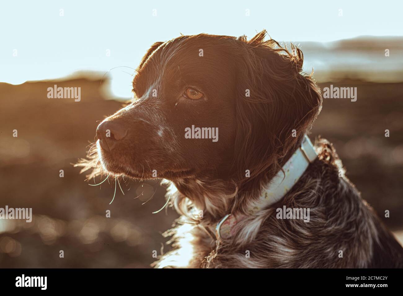 Vista laterale di un cane amabile con un luce solare soffusa sullo sfondo Foto Stock