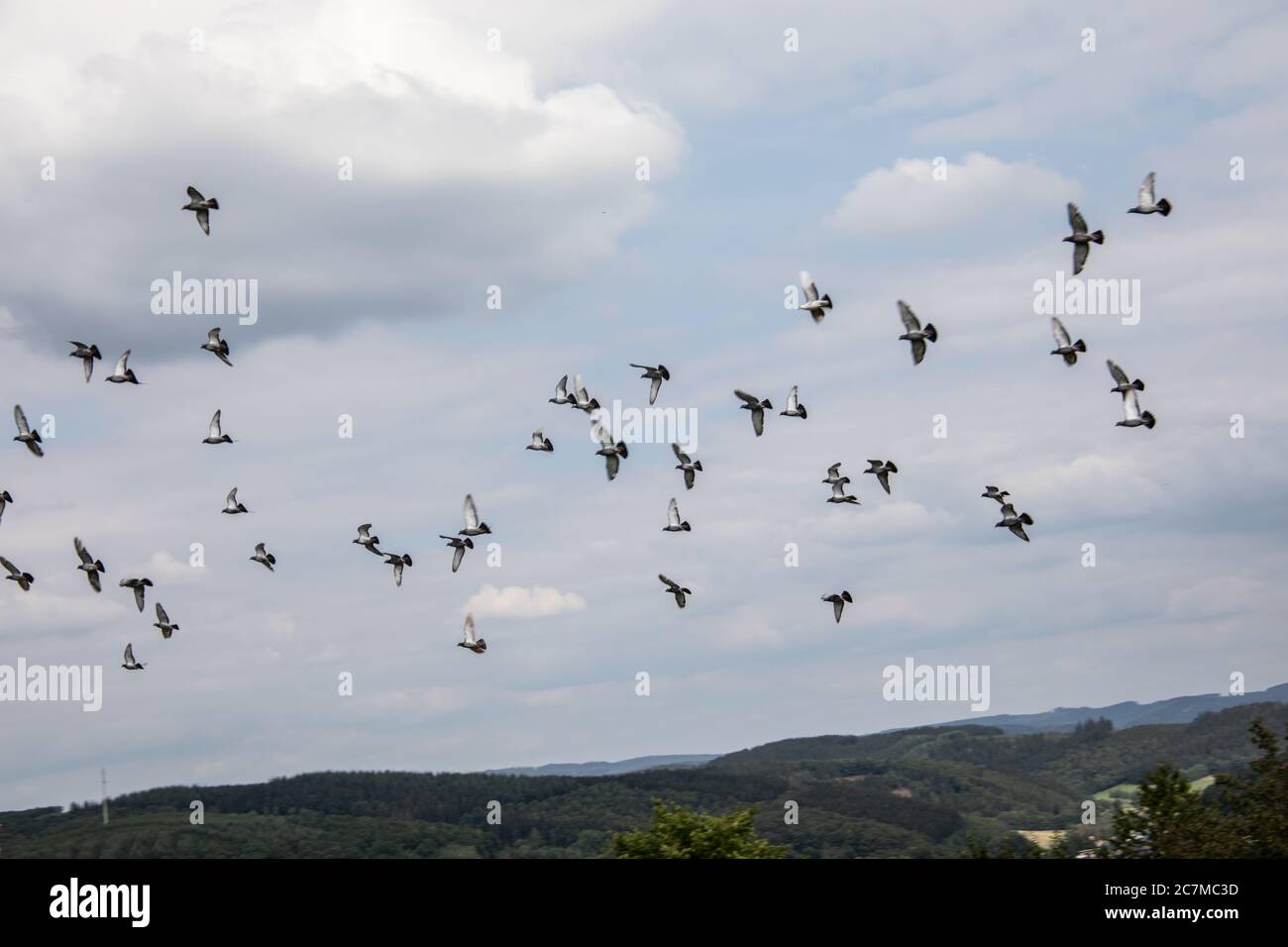 Gregge di piccioni vola in cerchi sul paesaggio Foto Stock