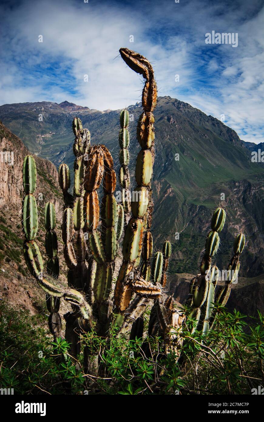 Cactus nel deserto del Canyon del Colca, Perù, Sud America Foto Stock