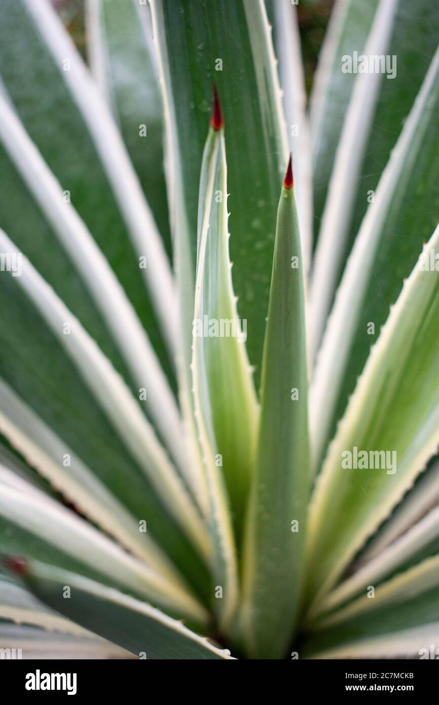 Closeup verticale di foglie di agave verde Foto Stock