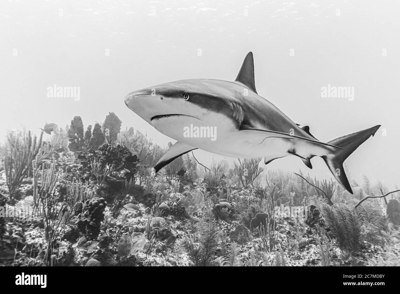 Primo piano di un pericoloso squalo che nuota in profondità sott'acqua Foto Stock