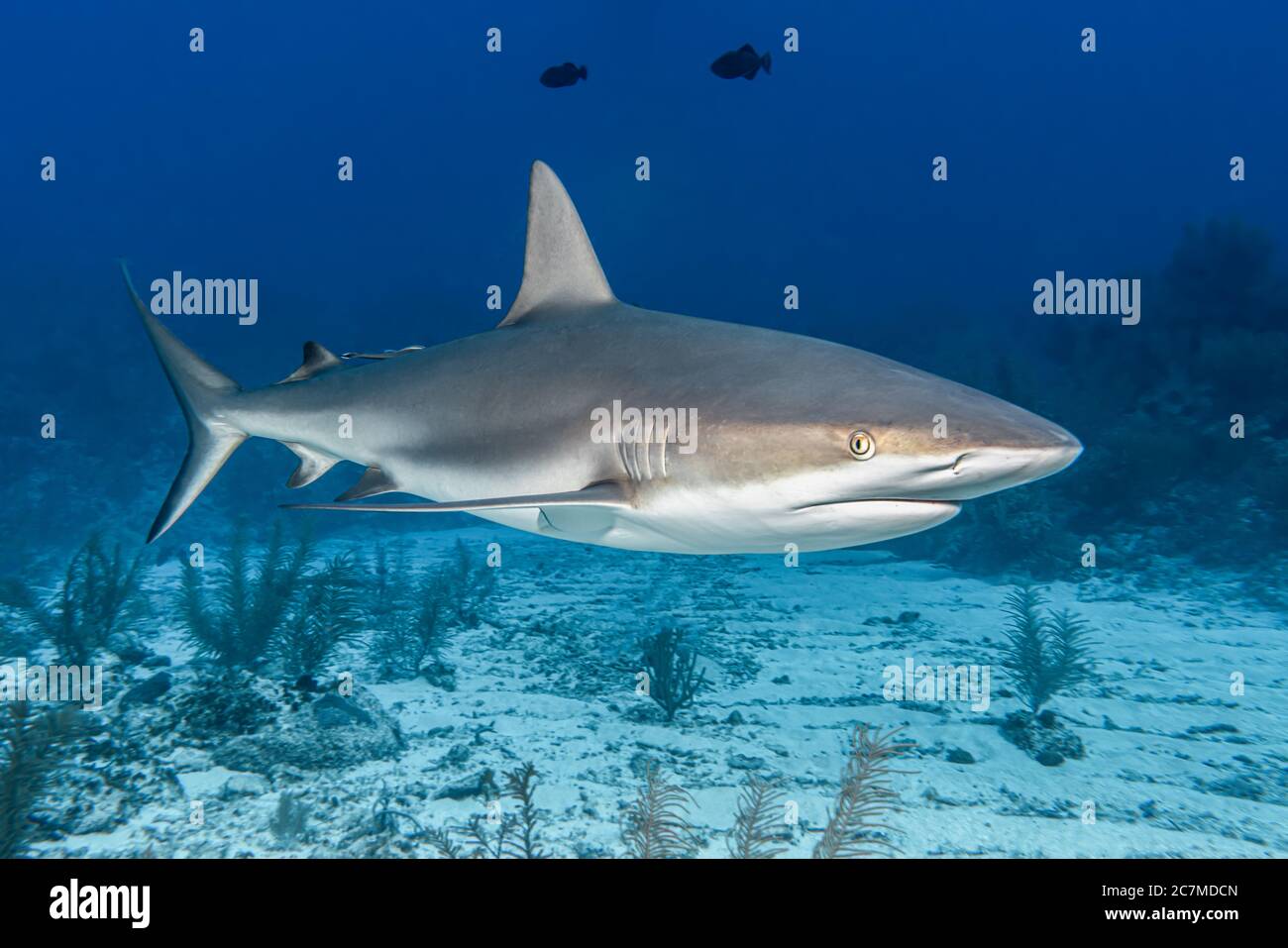 Primo piano di un pericoloso squalo che nuota in profondità sott'acqua Foto Stock