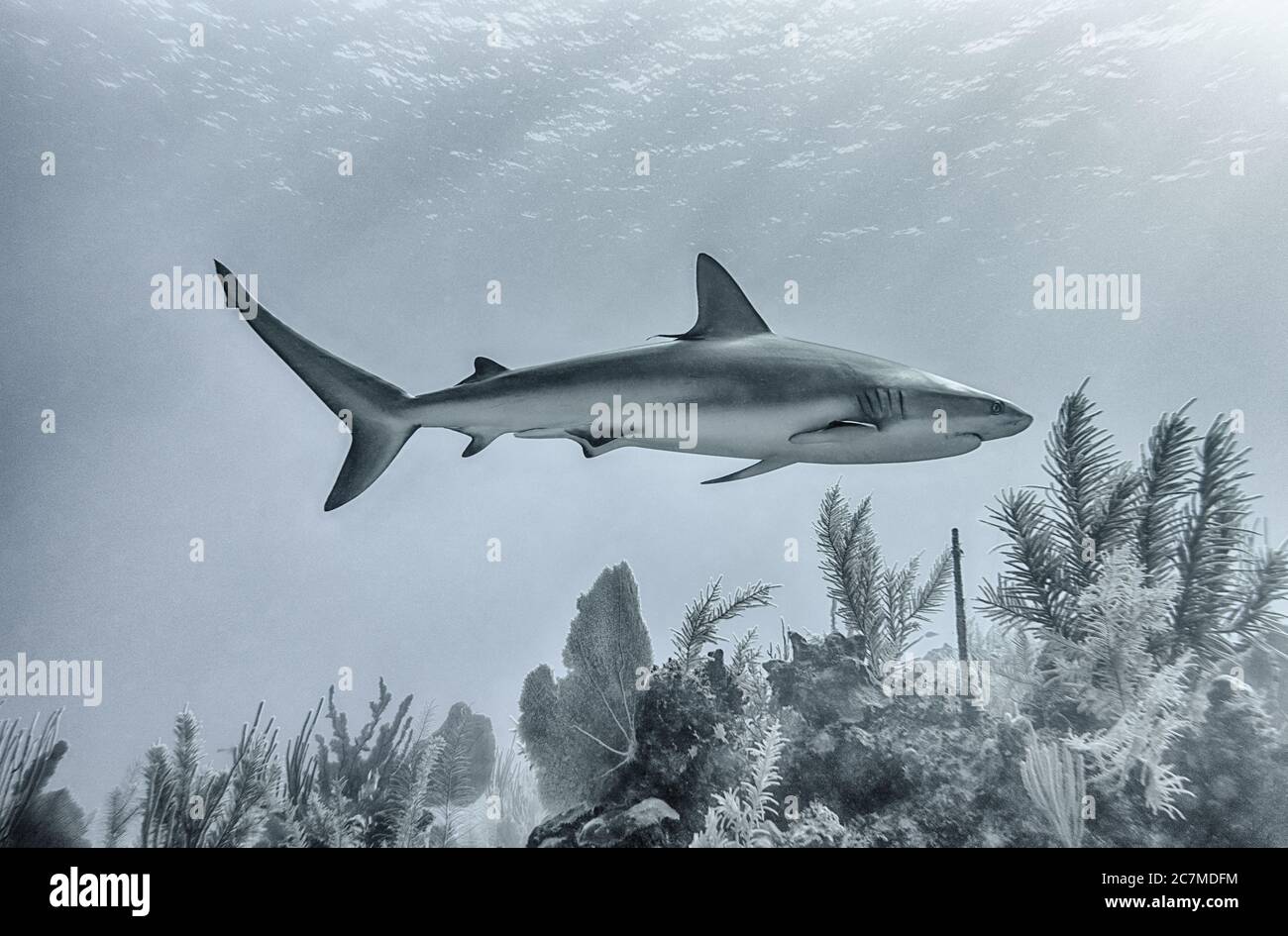 Primo piano di un pericoloso squalo che nuota in profondità sott'acqua Foto Stock