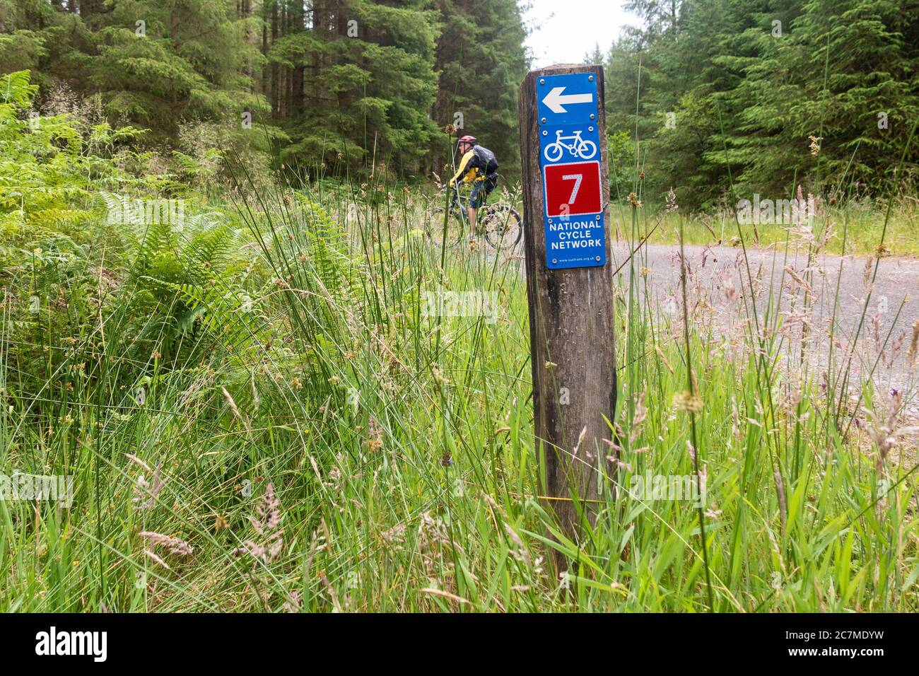 Ciclista passando National Cycle Network 7 segno in Queen Elizabeth Forest Park, Loch Lomond e il Trossachs National Park, Aberfoyle, Scozia, Regno Unito Foto Stock