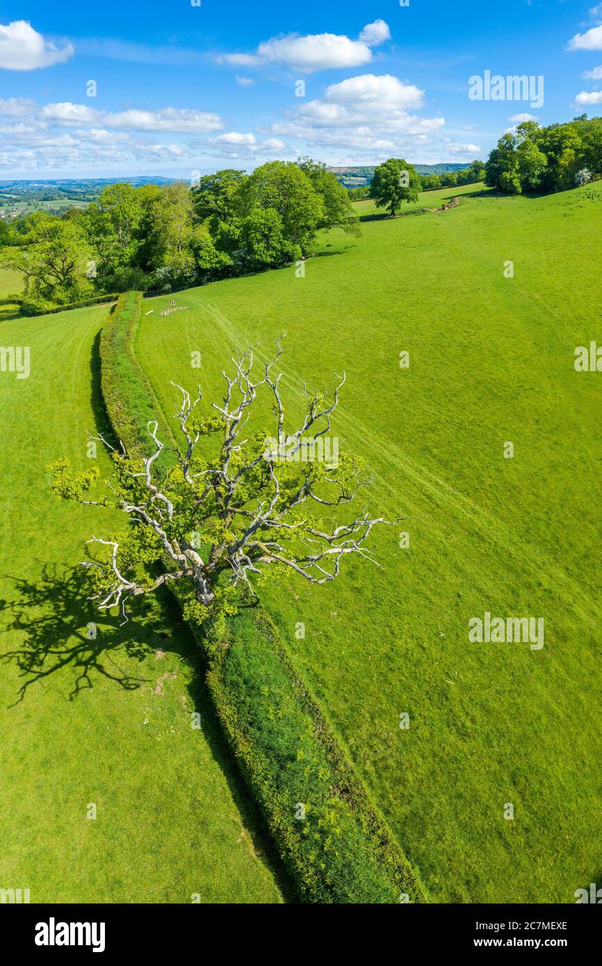 Blackdown Hills, aree di eccezionale bellezza naturale vicino Craddock, Devon, Inghilterra, Regno Unito, Europa Foto Stock