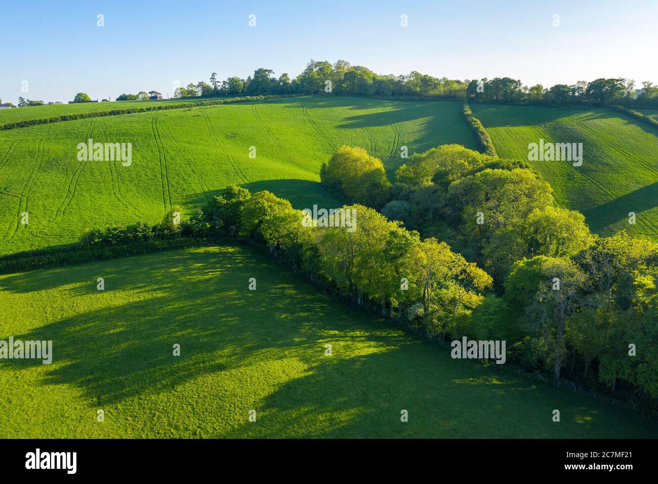 Primavera nel Devon vicino a Exeter, Devon, Inghilterra, Regno Unito, Europa Foto Stock