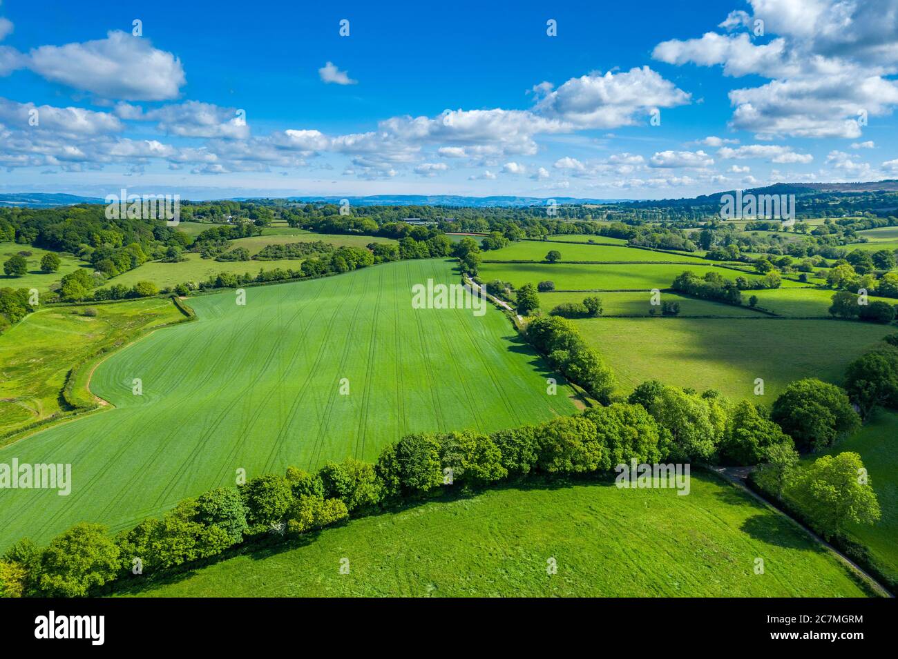 Primavera a Devon vicino Uffculme, Devon, Inghilterra, Regno Unito, Europa Foto Stock