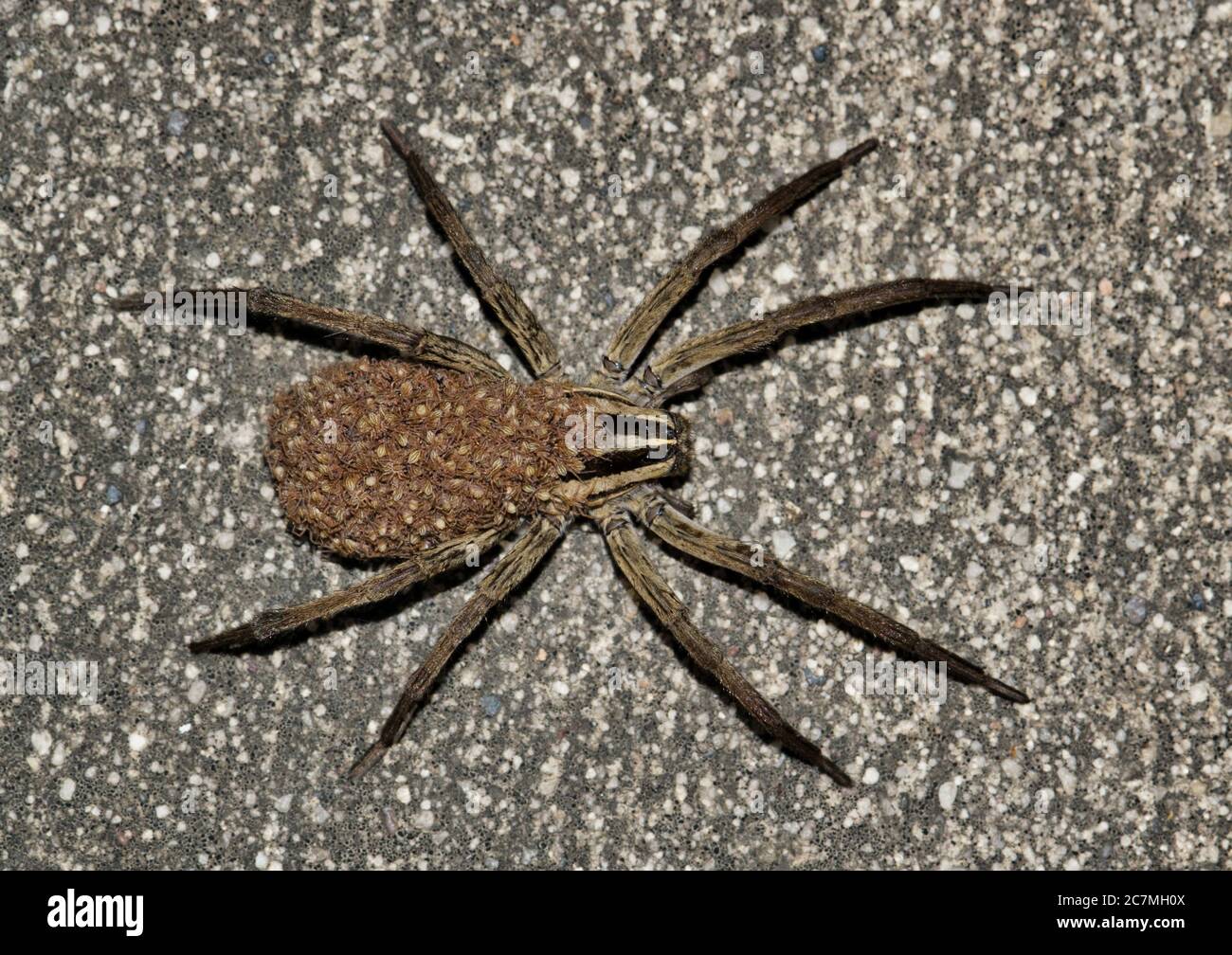 Ragno di lupo rabbioso (Rabidosa rabida), femmina con bambini ragni sulla schiena. Chiamato anche il Texas Wolf Spider. Foto Stock