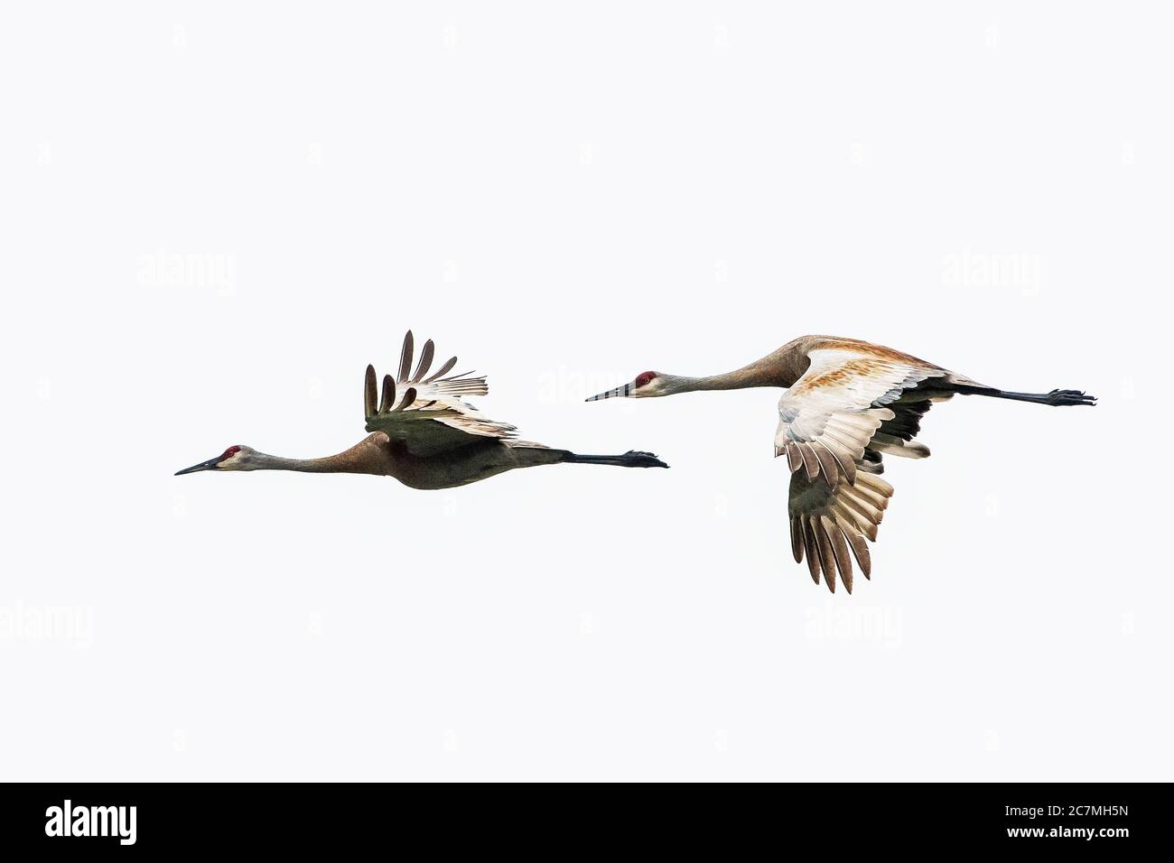 Le gru di Sandhill volano a minuscolo palude Ontario Foto Stock