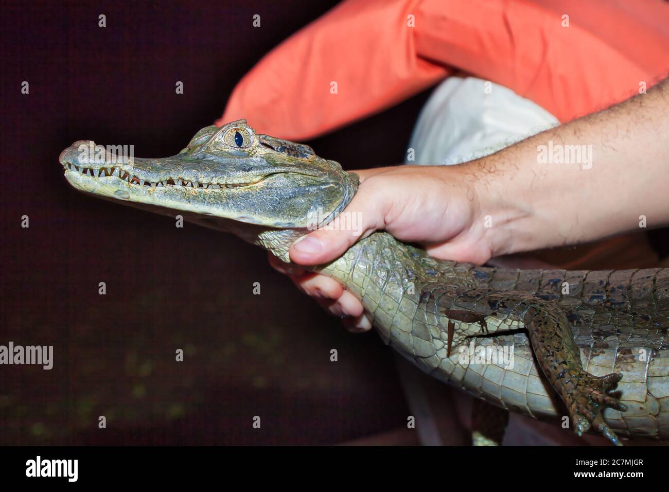 La mano di un tracker tiene un alligatore bambino per le persone a vedere in una notte 'caccia' per la fauna selvatica sul fiume Amazon vicino Manaus, Brasile Foto Stock