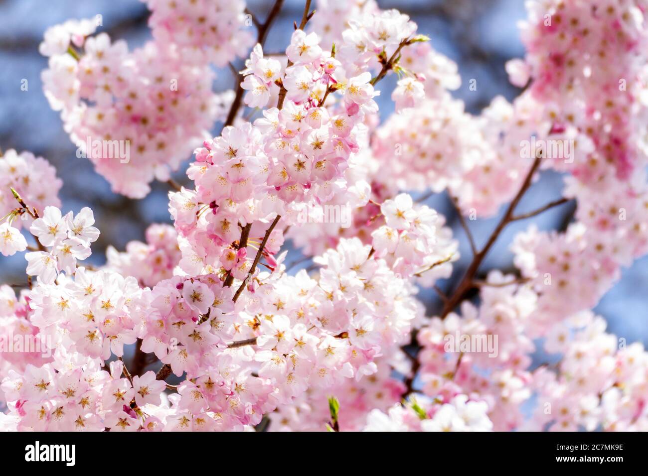 Primo piano di fiori di ciliegio rosa e chiaro in fiore al National Mall Tidal Basin di Washington, DC. Foto Stock