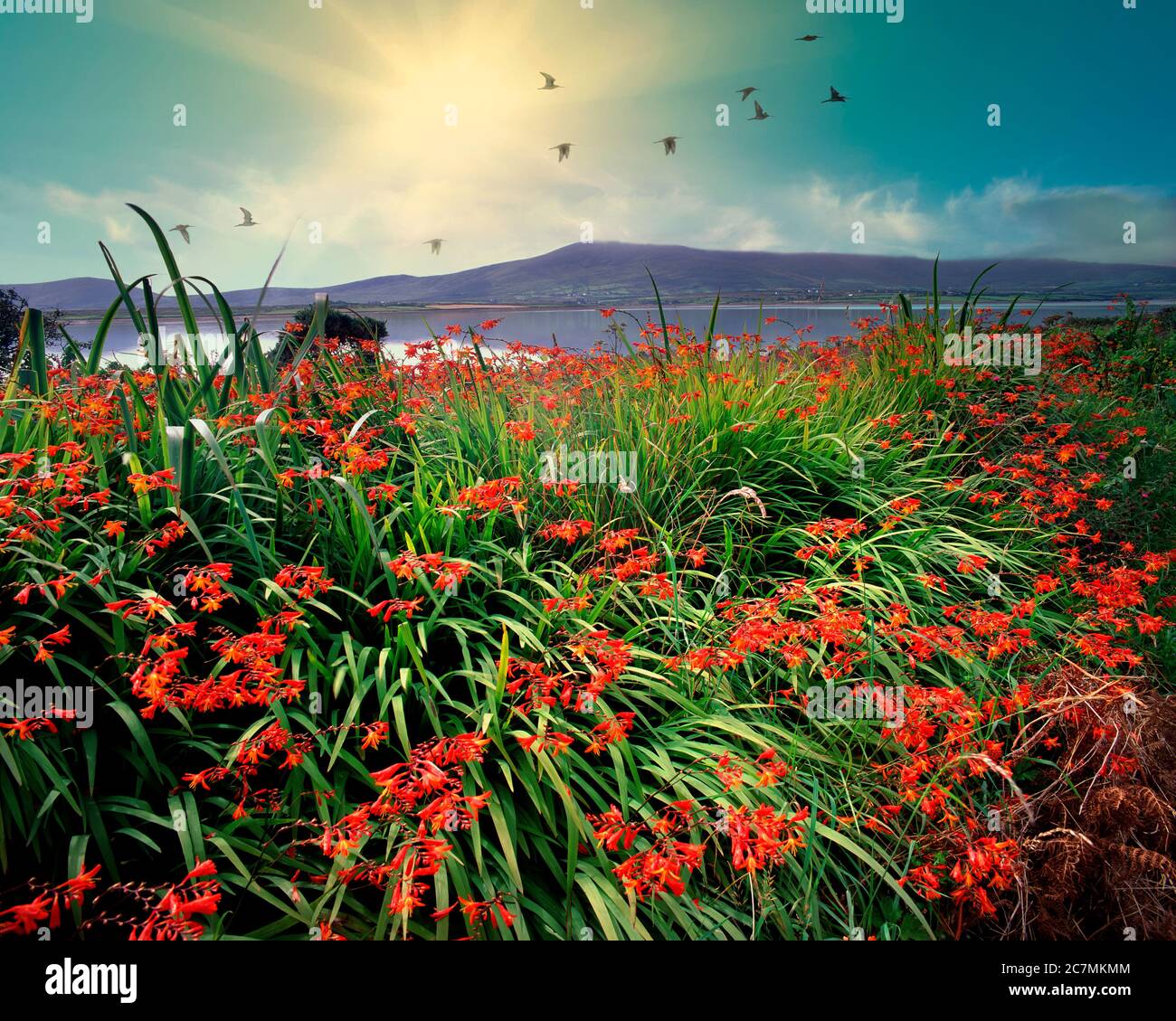 IE - CO. KERRY: Montbretia fioritura sull'isola di Valencia a Cromwell Point Foto Stock