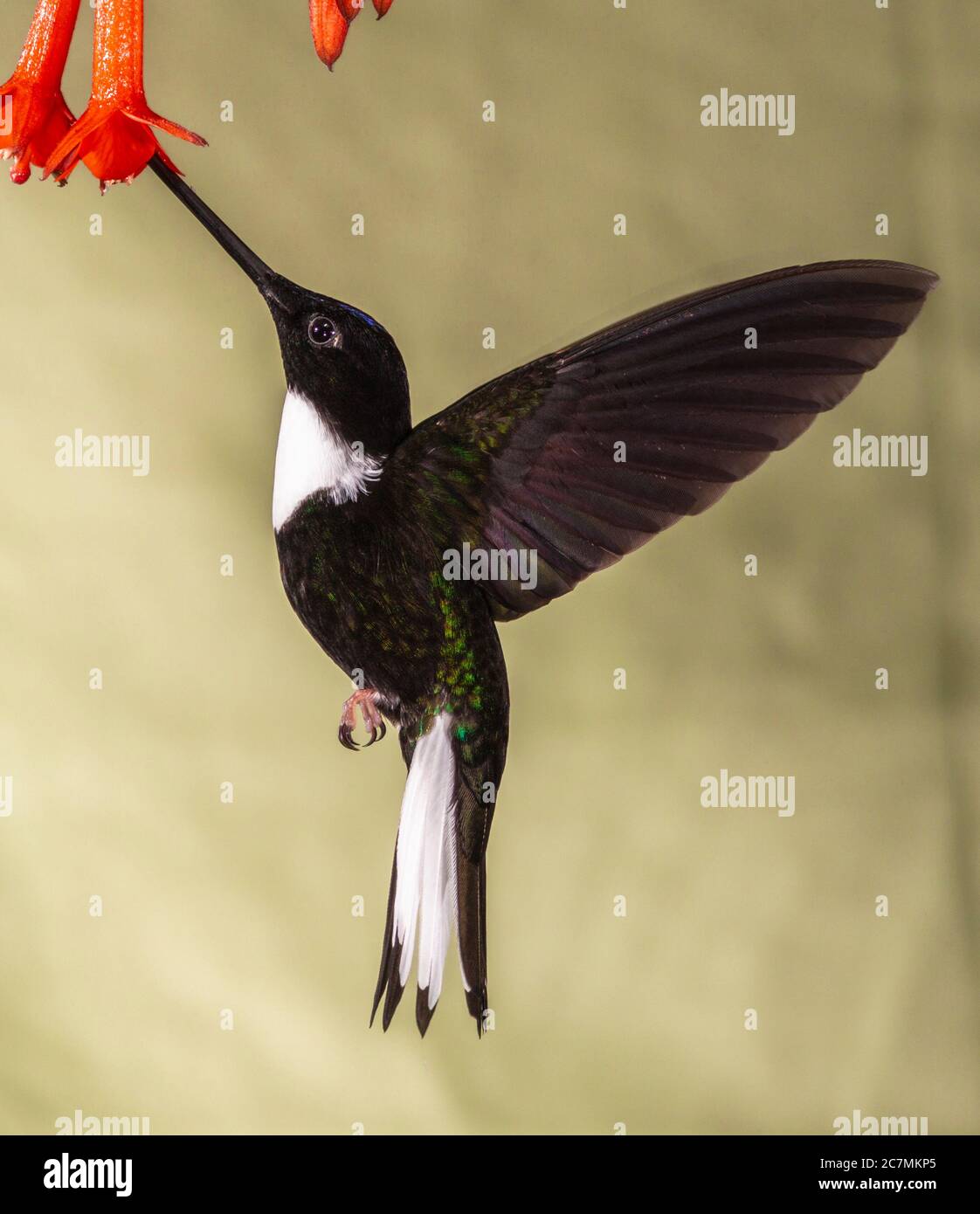 Colato uccello gobbo Inca, Coeligena torquata, al Guango Lodge in Ecuador. Foto Stock