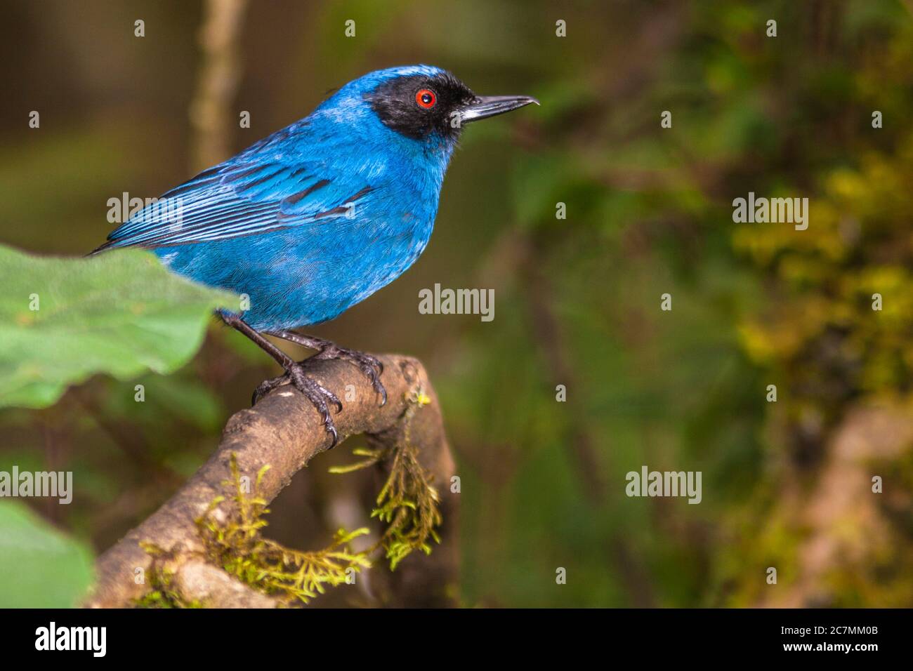 Mascherato Flowerpiercer, Dillosopis cyanea, al Guango Lodge in Ecuador. Foto Stock