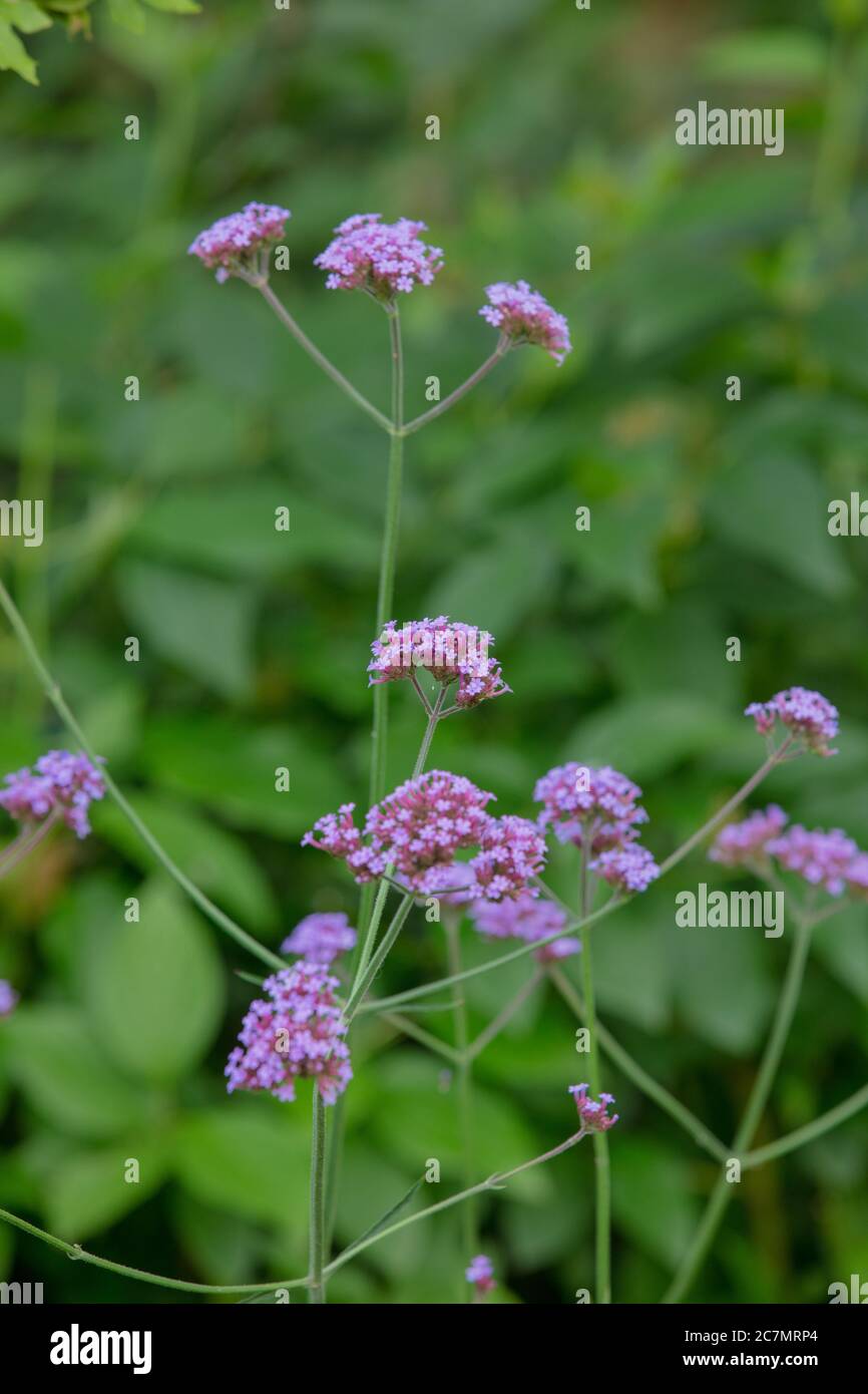 Primo piano della pianta perenne fiorita lunga estate porpora Verbena bonariensis vista nel giardino a metà luglio. Foto Stock