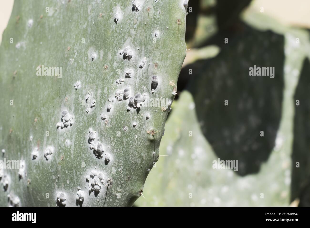 Un closeup di insetti coccinei su una pianta di cactus Foto Stock
