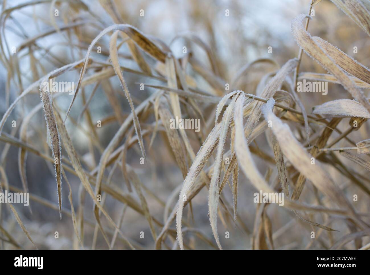Vecchi cannucce durante la stagione invernale. Le foglie di pianta sono sbiadite e coperte da gelo e brina congelate Foto Stock