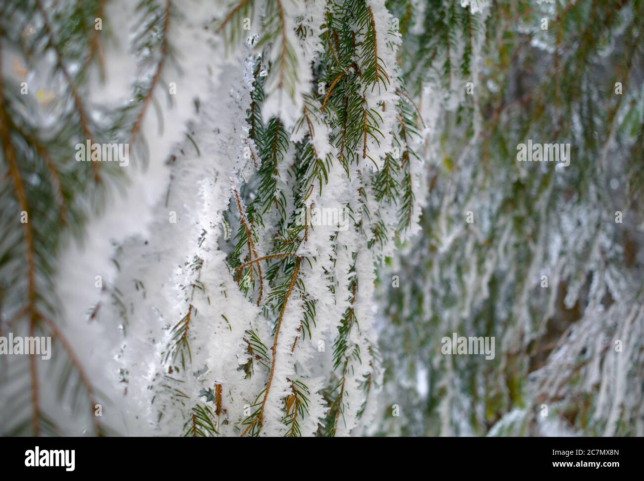 Particolare della natura - aghi di conifere. I rami sono coperti di neve bianca durante l'inverno. Area ampia fuori fuoco - spazio di copia Foto Stock