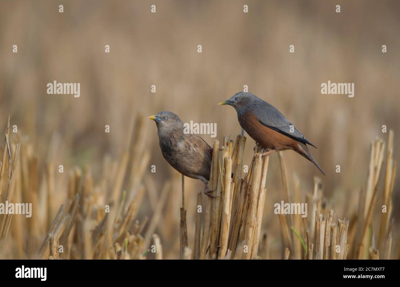 Gli uccelli selvatici stanno muovendo e raccogliendo alimenti da risaia campo . Foto Stock