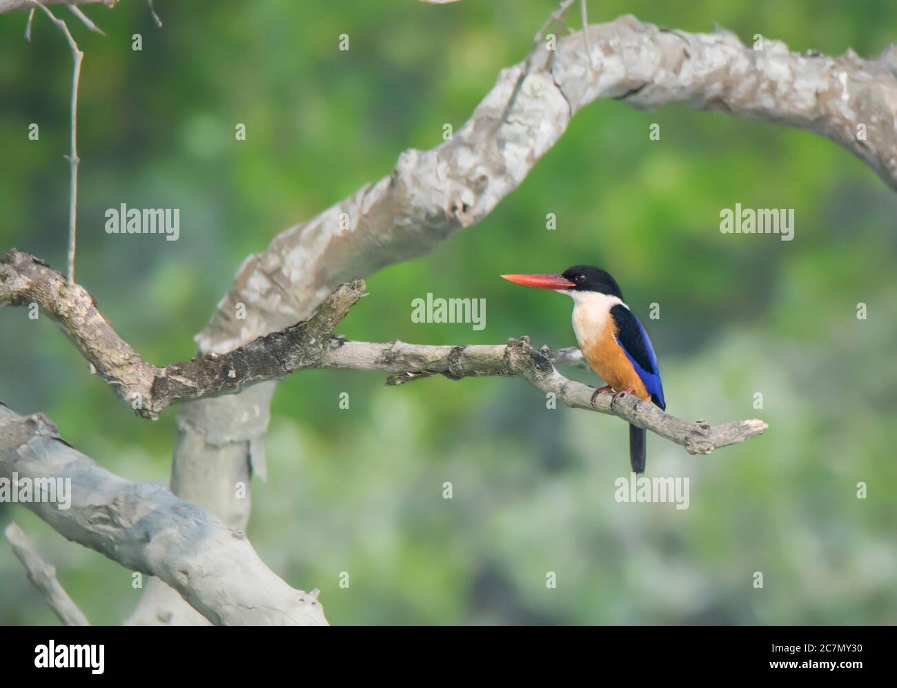 Un Martin pescatore selvaggio in attesa di pregare in aperto al mattino . Foto Stock