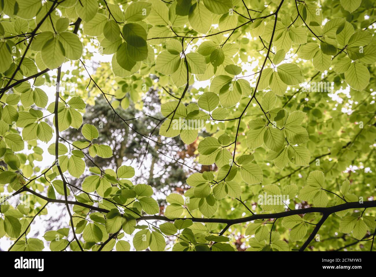 Foglie di Fagus sylvatica varietà Zlatia - faggio europeo Foto Stock