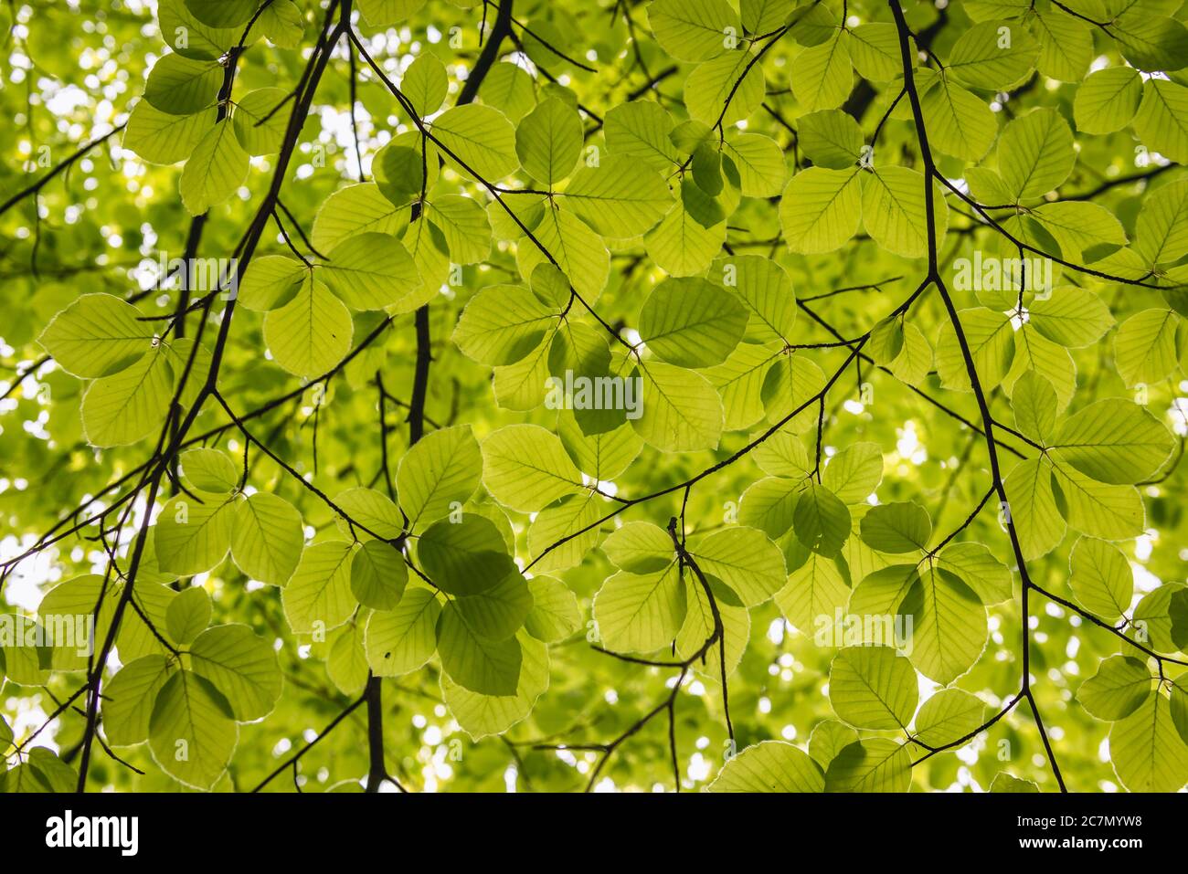 Foglie di Fagus sylvatica varietà Zlatia - faggio europeo Foto Stock