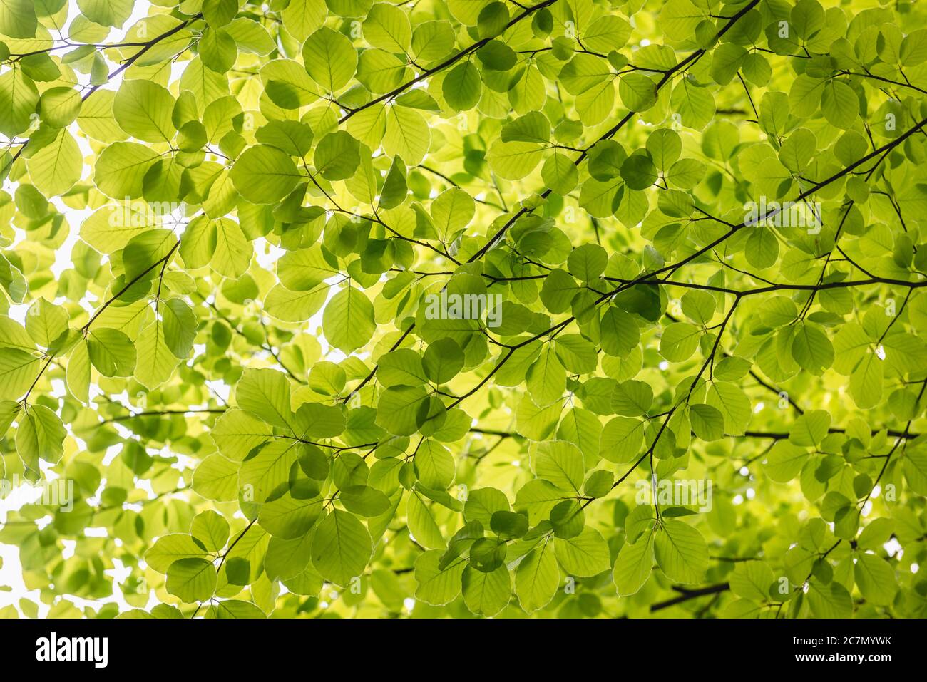 Foglie di Fagus sylvatica varietà Zlatia - faggio europeo Foto Stock