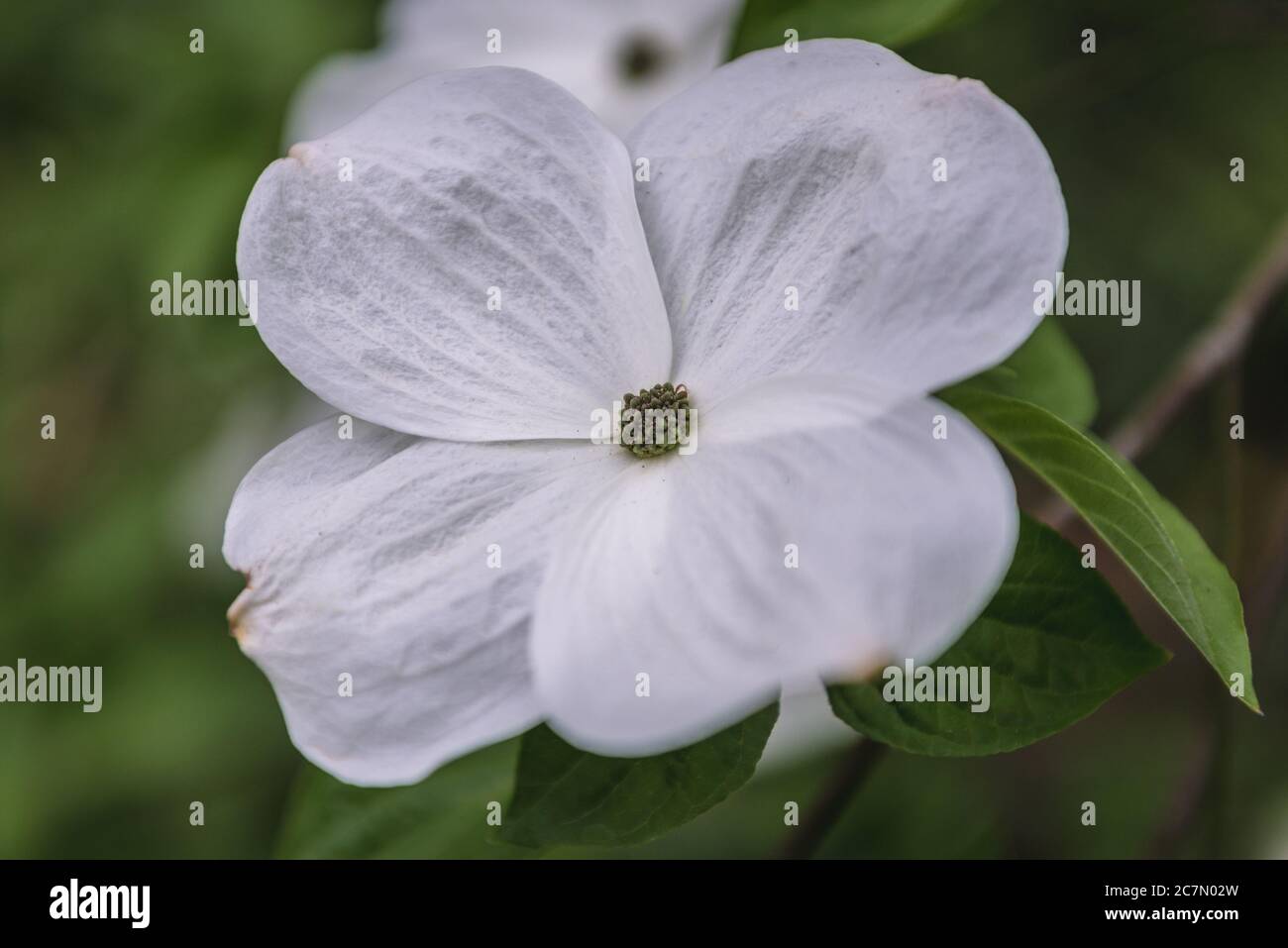 Varietà di piante di Cornus chiamata Eddies White Wonder Foto Stock