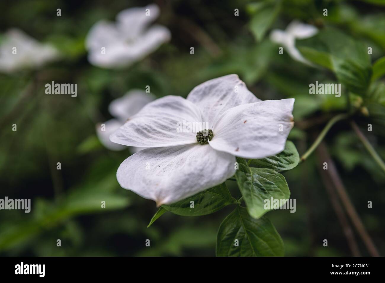 Varietà di piante di Cornus chiamata Eddies White Wonder Foto Stock