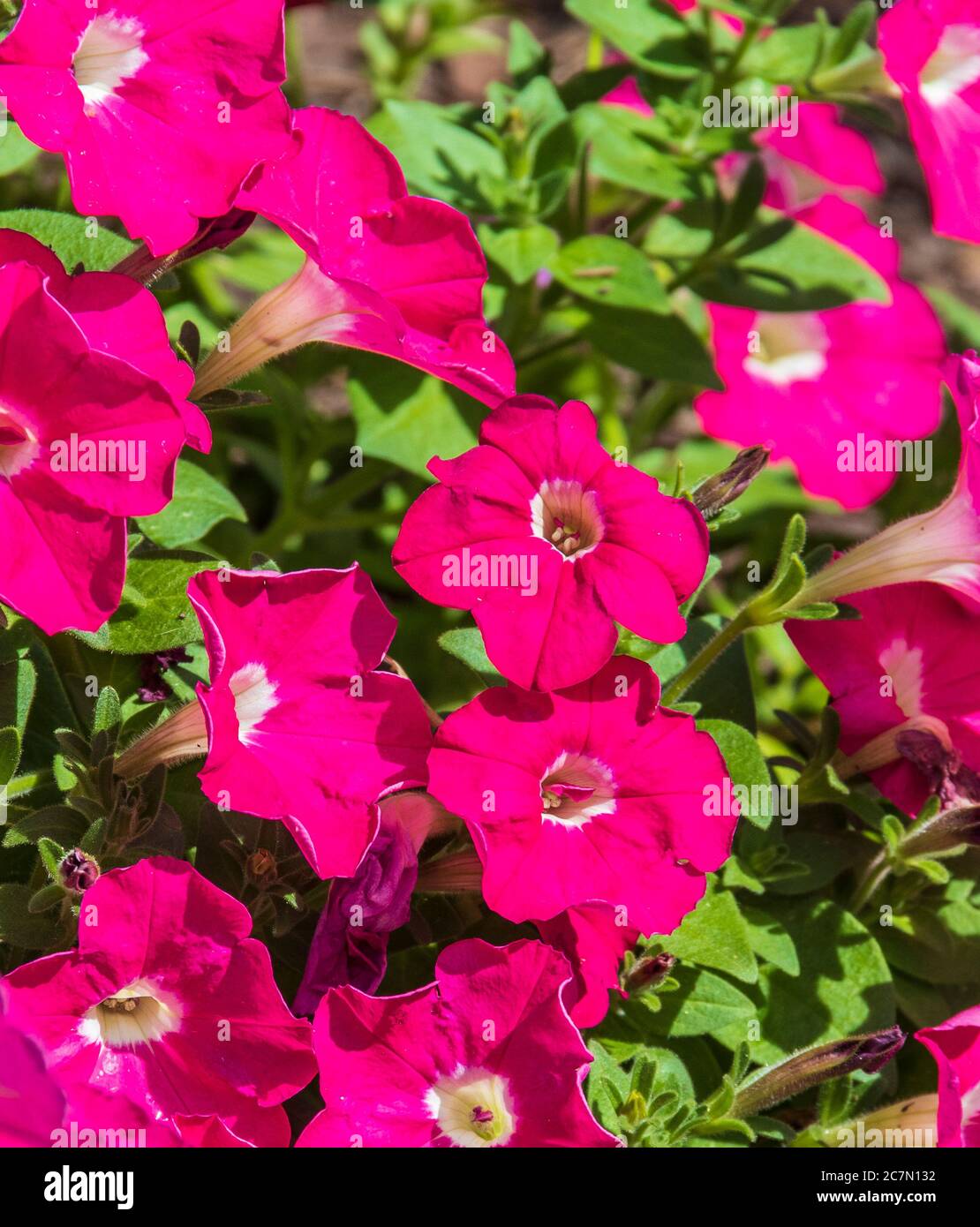 IL TAPPETO Petunia È CRESCIUTO al Mercer Arboretum e ai Giardini Botanici di Spring, Texas. Foto Stock