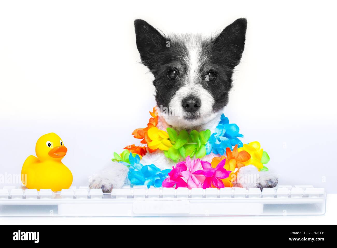 cane poodle prenotazione vacanze estive online utilizzando una tastiera pc computer, indossare occhiali da sole e una catena di fiori, isolato su sfondo bianco Foto Stock