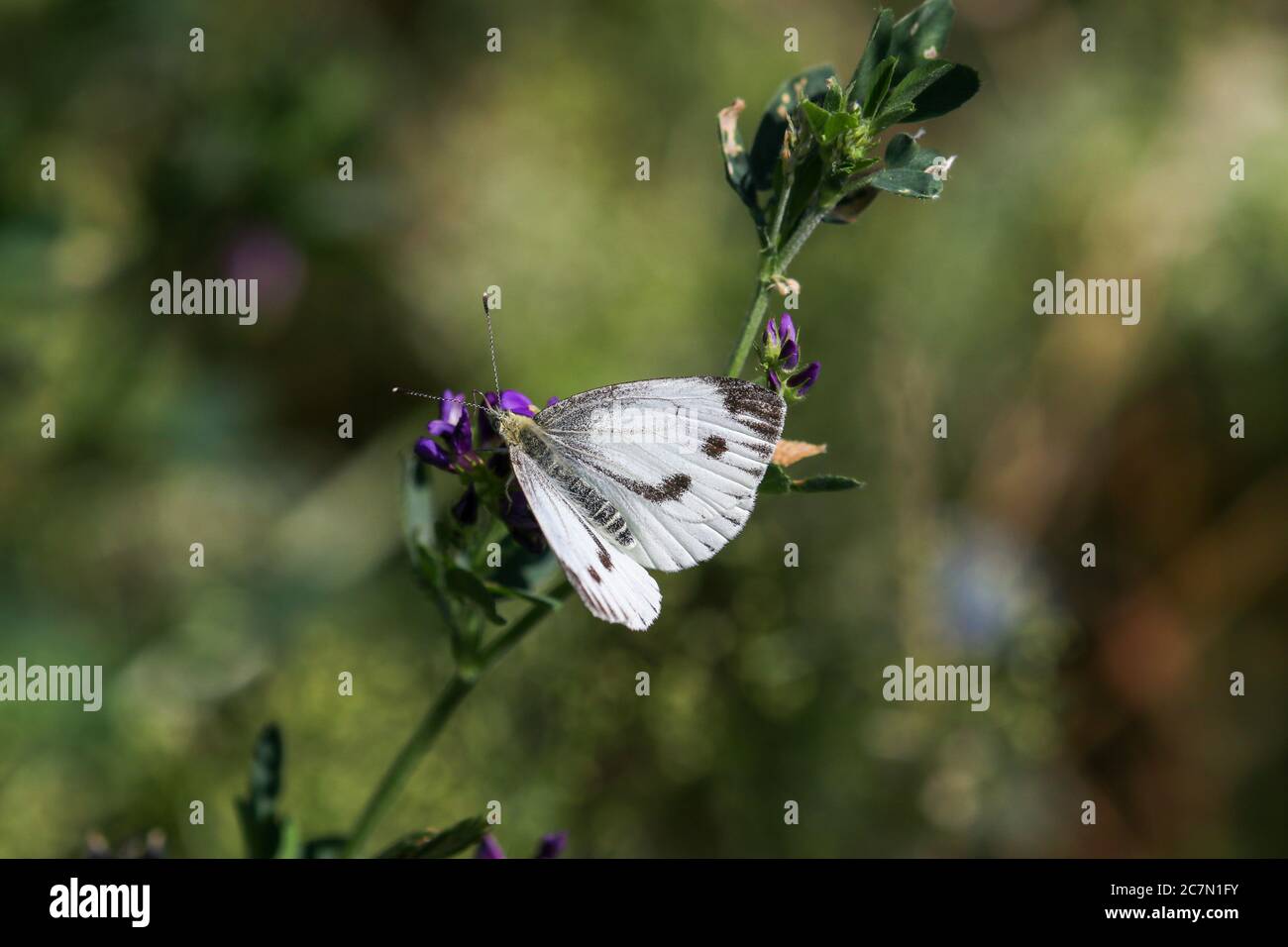Primo piano di farfalla bianca di cavolo, pieris brasicae su fiore viola Foto Stock
