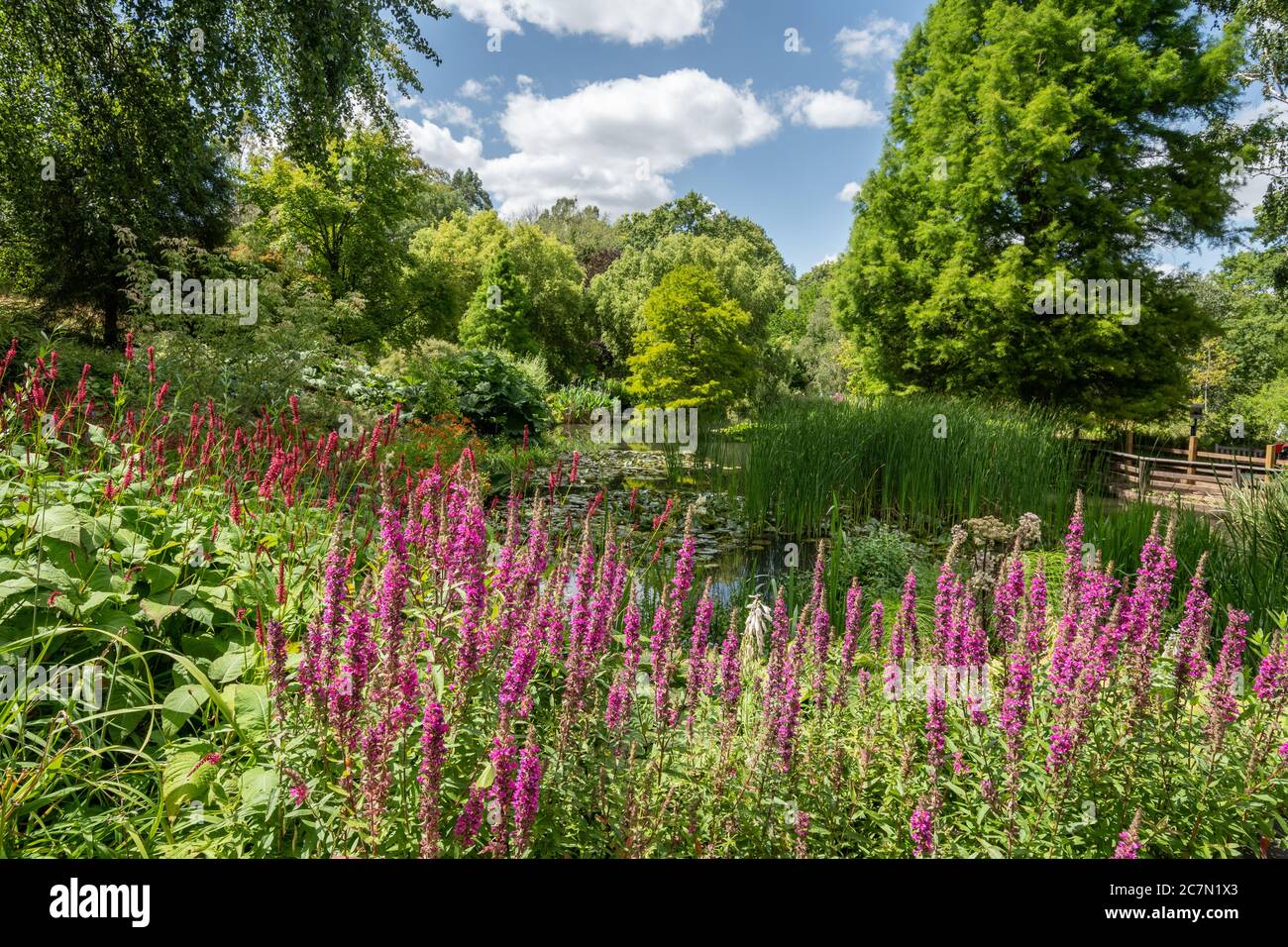 Sir Harold Hillier Gardens in estate, Hampshire, Regno Unito. Lo stagno circondato da piante colorate e fiori durante l'estate luglio. Foto Stock