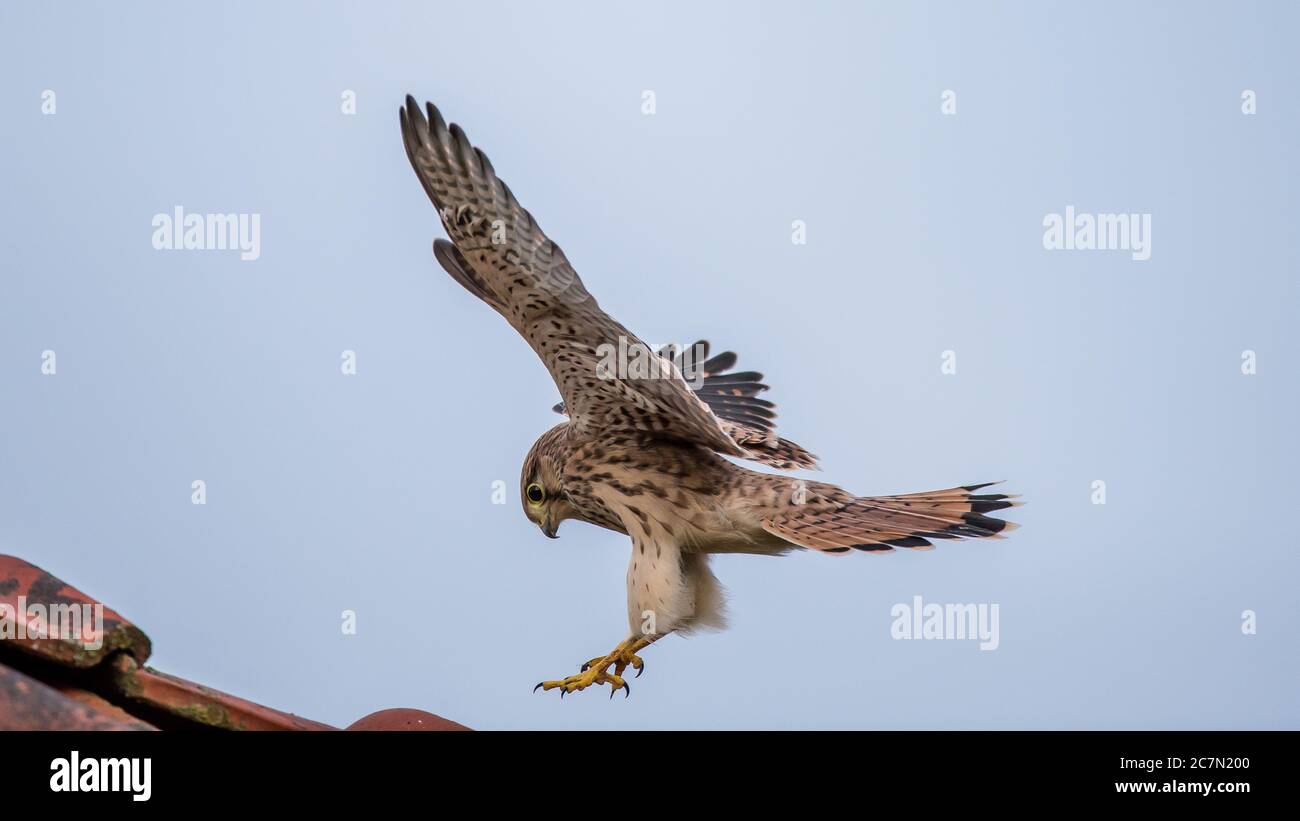 Giovane europeo Kestrel (Falco tinnunculus) che atterra sul tetto con un cielo blu sullo sfondo Foto Stock