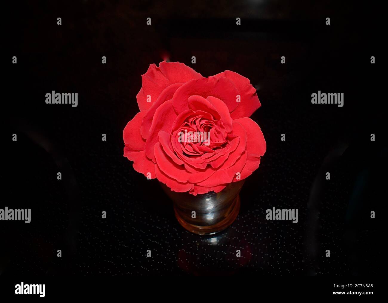 rosa rossa Foto Stock