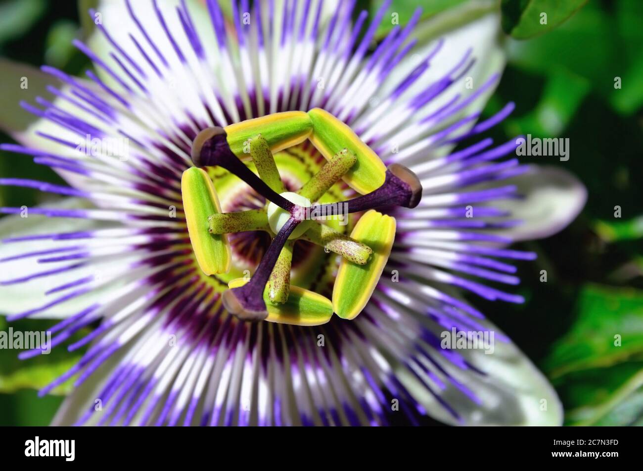 Passionflower fetido, passionflower di Scarletfruit, passionflower in affondamento (Passiflora foetida). Profondità di campo ridotta Foto Stock