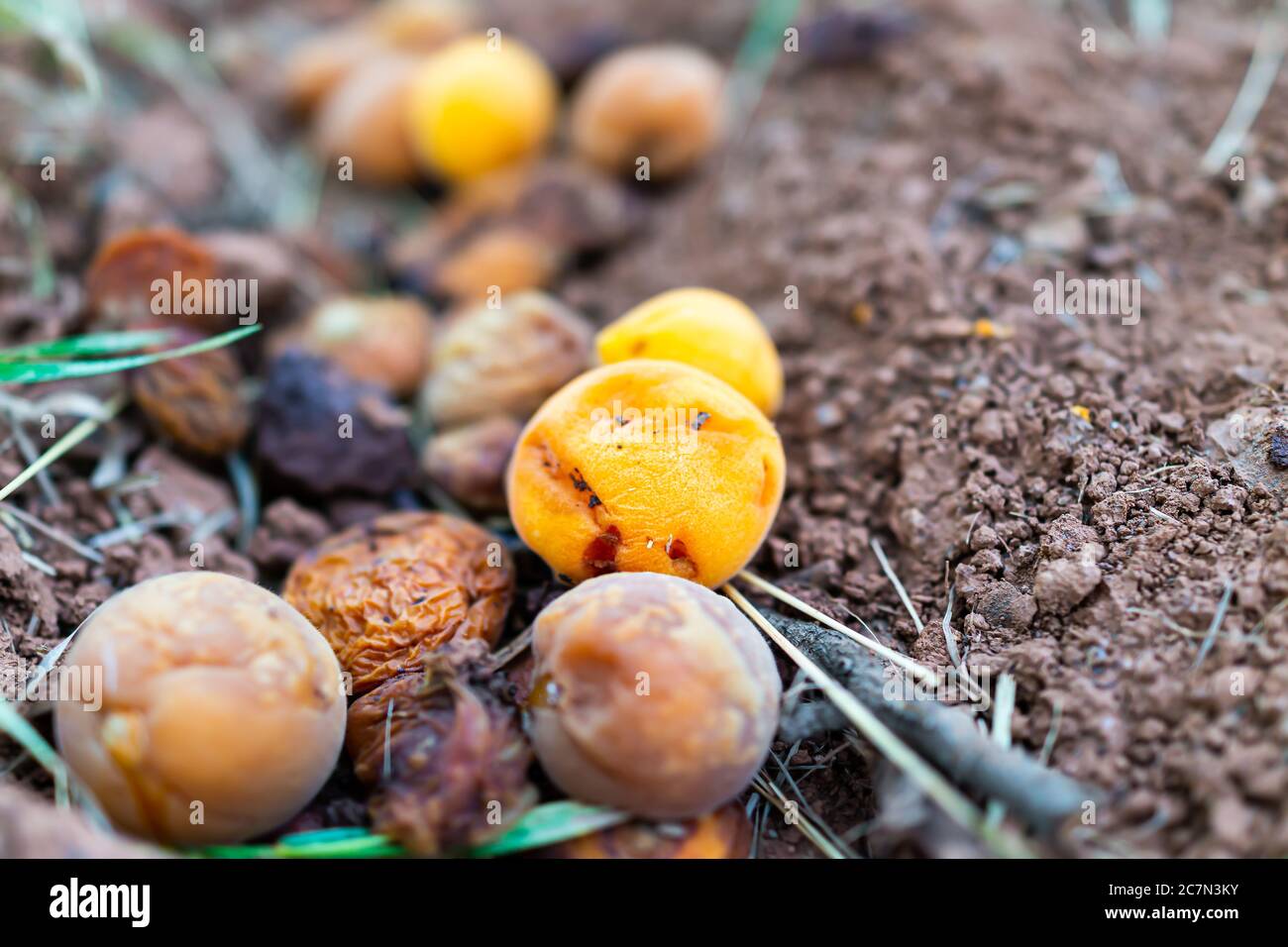 Chiocciolamento di albicocche di frutta caduti da albero su terra rovinata in frutteto in Fruita Capitol Reef National Monument in Utah estate Foto Stock