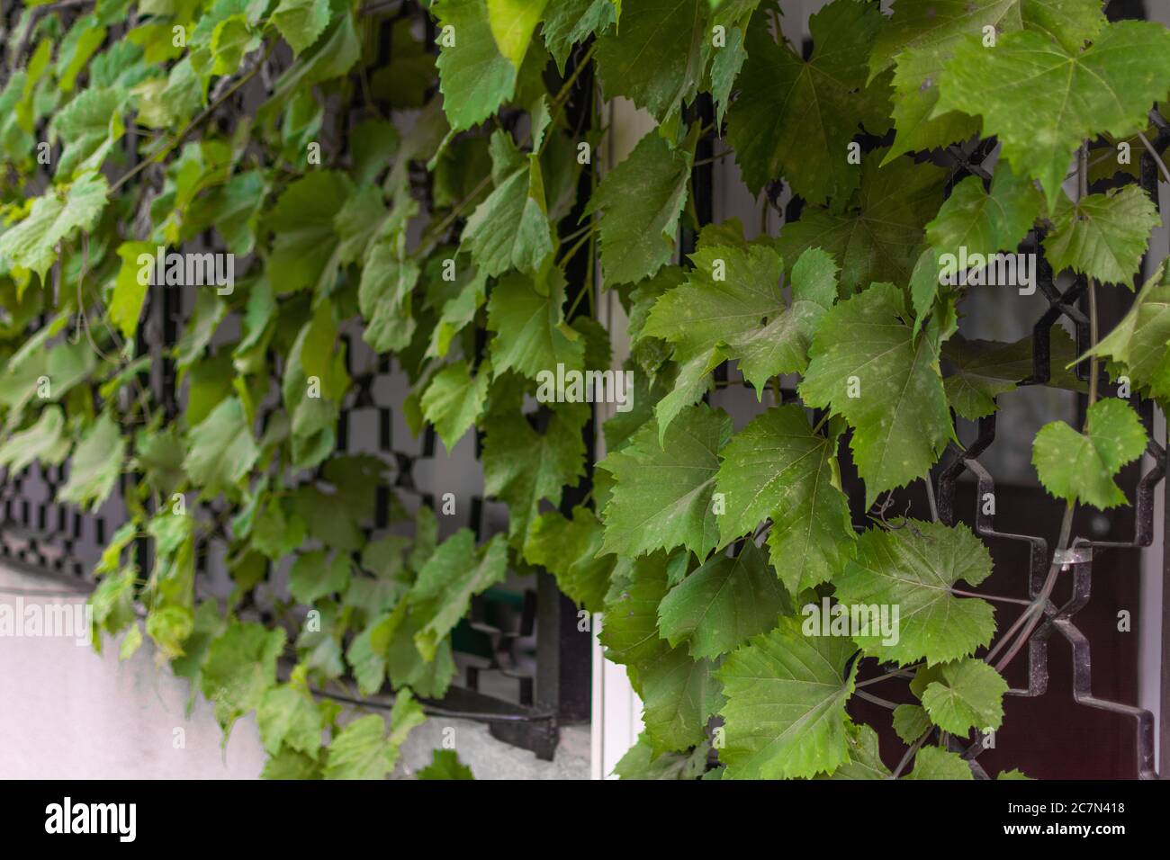 Foglie di uva. Sfondo da foglie di uva. Foto Stock