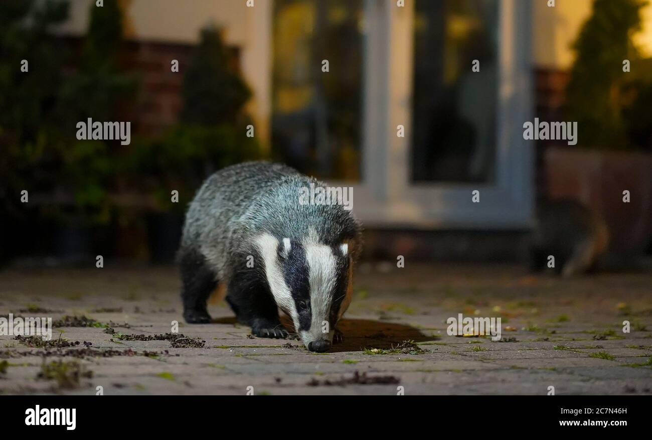 Urban Badger (Meles meles) patio di visita del giardino britannico di notte catturato nei riflettori. Il bambino e gli alimenti per animali genitori si siedono sul tappetino della porta posteriore! Foto Stock