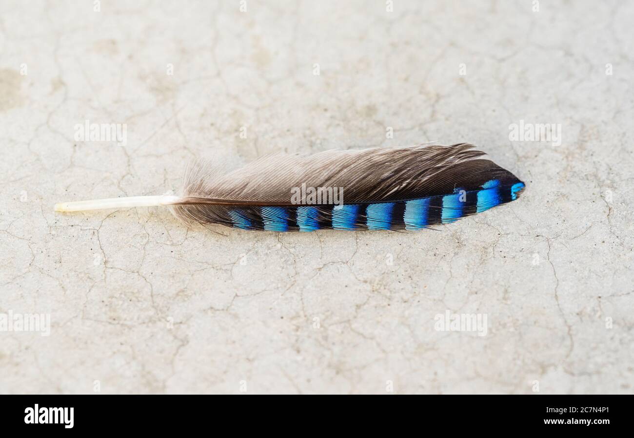 Grigio e blu a strisce piccola piuma di un giovane giugliano eurasiatico (Garrulus glandarius) in Germania, Europa Foto Stock
