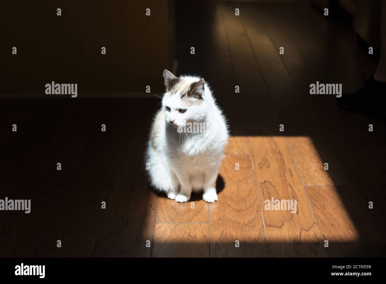 Un gatto seduto in un punto di luce solare. Foto Stock