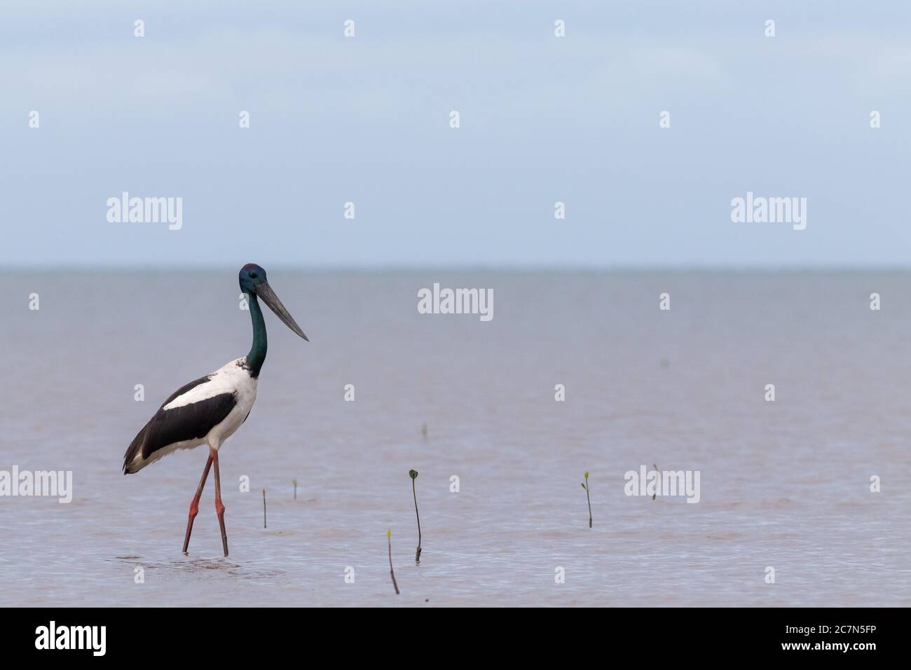 Cicogna a collo nero (Ephippiorhynchus asiaticus) o jabiru che percorre acque poco profonde. Cairns, Queensland, Australia Foto Stock