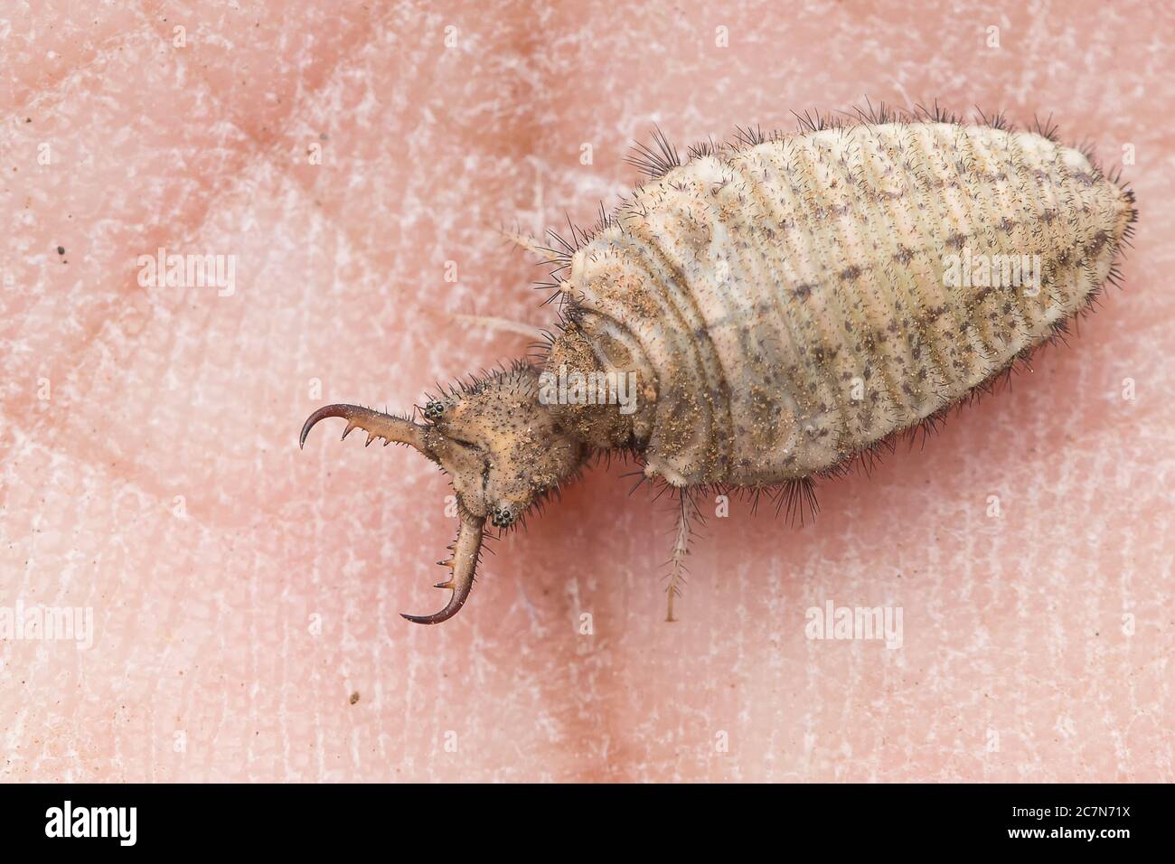 Ultimo istar di Antlion grub seduto a portata di mano Foto Stock