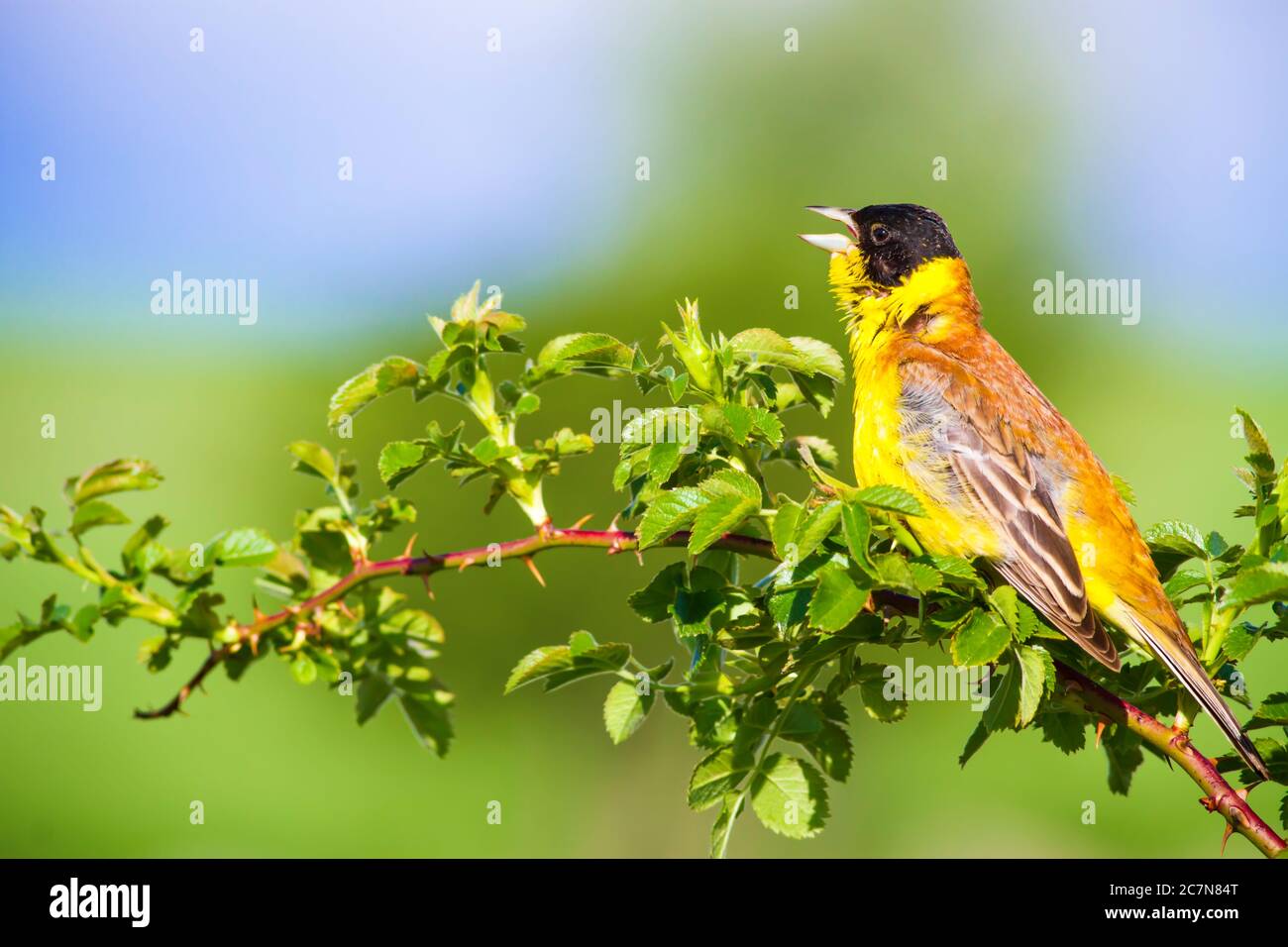Carino uccello piccolo. Uccello canto. Verde natura sfondo. Uccello su ramo verde. Uccello: Ciambella a testa nera. Foto Stock